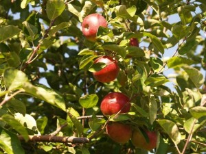 Apple Picking Westchester