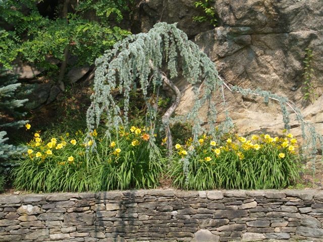 Bulb Planting 6 Cobblers