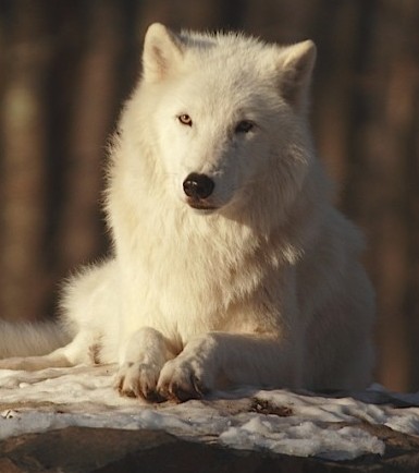Atka a white wolf at the Wolf Conservation Center in South Salem