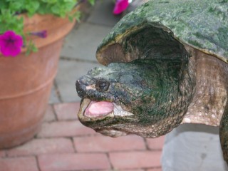 Boscobel Snapping Turtle Walk
