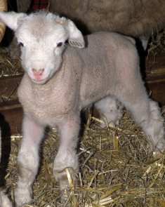 Meet the Baby Animals Muscoot Farm What To Do: With the Kids Spring 2017