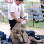 Sheep Shearing Muscoot Farm What To Do: With the Kids Spring 2017 What To Do With the Kids: April & May 2017