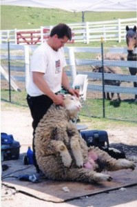 Sheep Shearing Muscoot Farm
