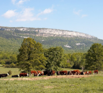 survival_Kiernan_Farm_