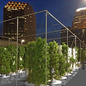 Rooftop farming in New Orleans