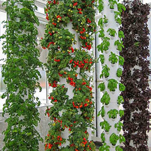 The Tower Garden