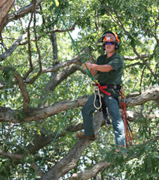 Ken almstead climbing canopy