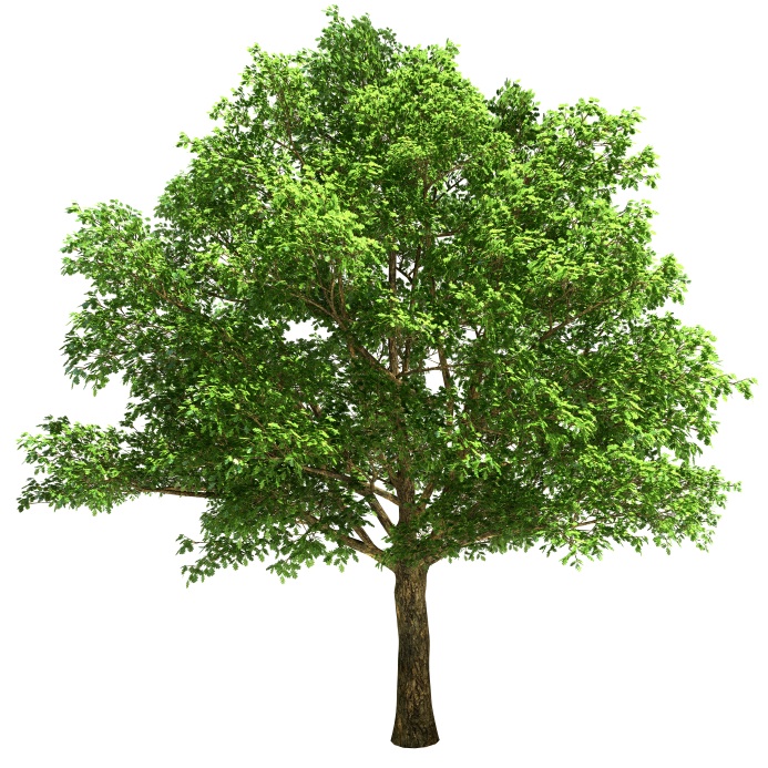 Almstead Tree Shrub and Lawn Care