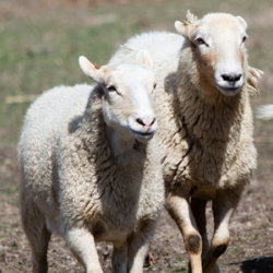 Sheep to Shawl Philipsburg Manor