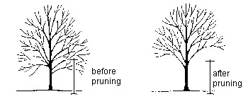 (Image - International Society of Arboriculture)