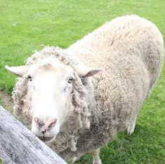 Local Farmers Markets & Farm Stands