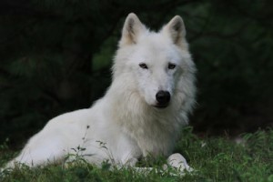 Wolf Conservation Center South Salem NY