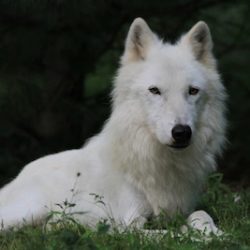 Wolf Conservation Center South Salem NY