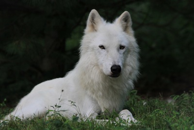 Wolf Conservation Center South Salem NY