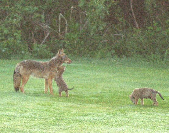 coyote_family