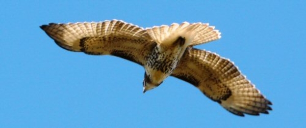 events_audubonhawk_red-tailedhawk-immature_bytedgilman_500x210