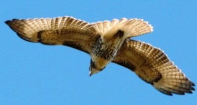 Kids_audubon_hawk_watch_weekend_red-tailedhawk-immature_bytedgilman_500x210