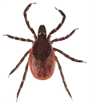 Tick_deer_tick_adult_female_med