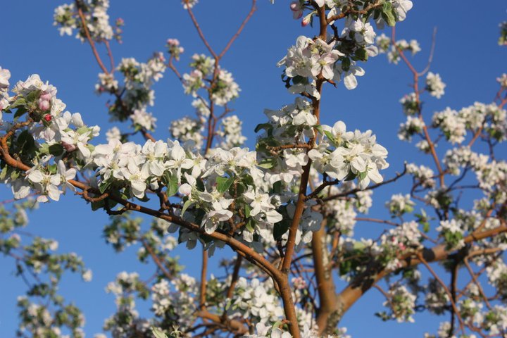 harvestmoon_appleblossoms