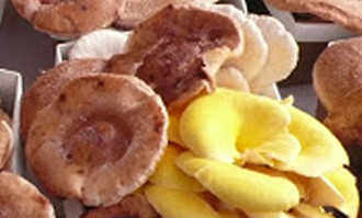 Chappaquacrammarket_wiltbankfarmmushrooms