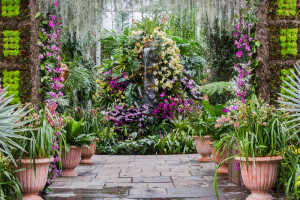 events_orchid_NYBG2