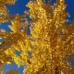 Ginkgo Adding Fall Color to your backyard landscape