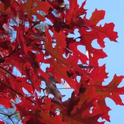 Scarlet Oak Adding Fall Color to your backyard landscape
