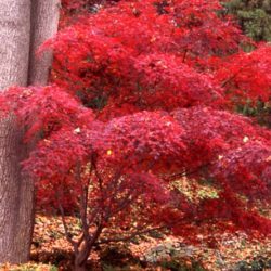 Japanese Maple Adding Fall Color to your backyard landscape