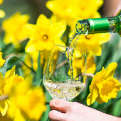 events_daffodils-wine_nybg Spring Events 2017 April and May Events 2017