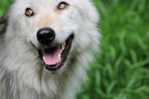 wolf_smile (2)