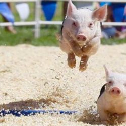 Racing pigs at the Dutchess County Fair Fall Events 2017
