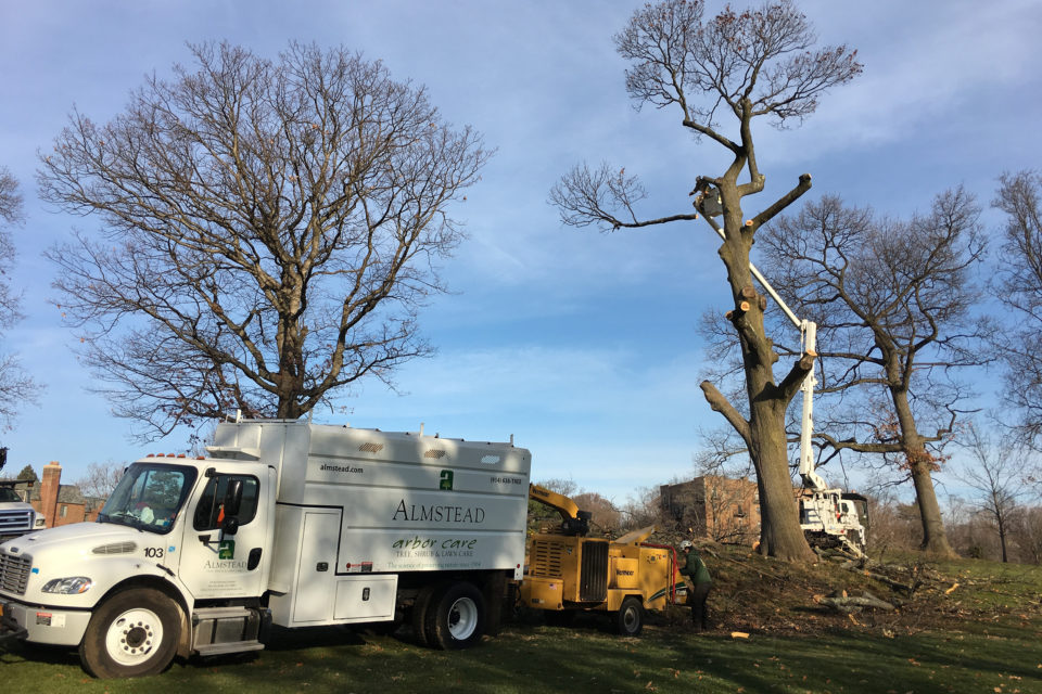 Winter is the Best Time to Prune Your Trees