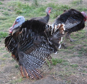 Thanksgiving Checklist: Best Birds, Pies, Parades & 17 Events 
