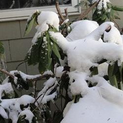 Ken Almstead: Protect Your Winter Evergreens with Anti-desiccants