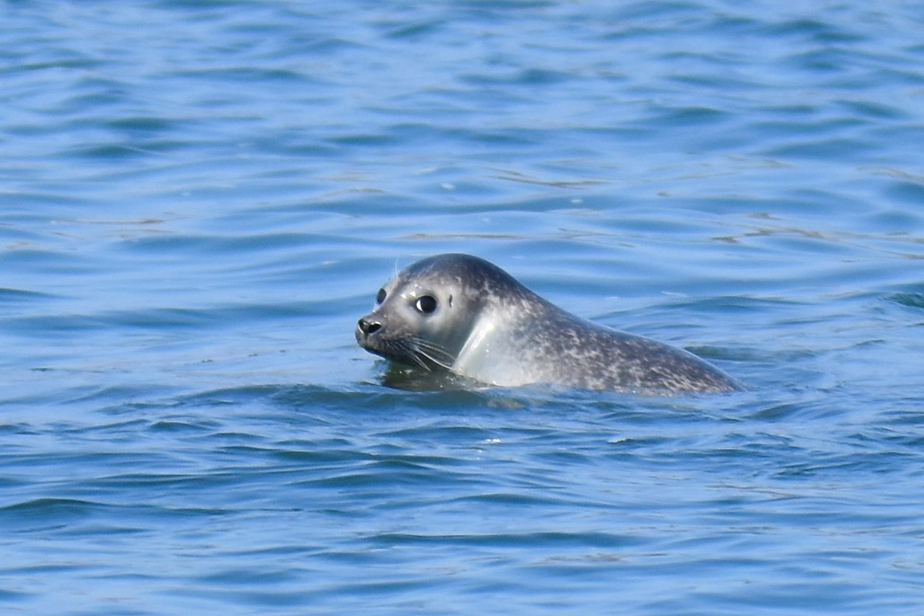 Seal Spotting Cruise Maritime Aquarium