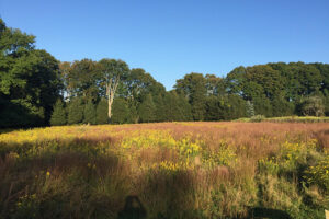 Open Days West Lane Farm