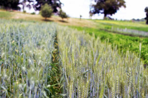 Harvest Feast 2019 Stone Barns