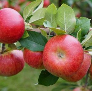 Apple Picking in Westchester (in the Age of Covid) Harvest Moon