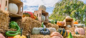 NYBG: Scarecrows & Pumpkins