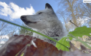 Wolf Conservation Center Winter Wolves