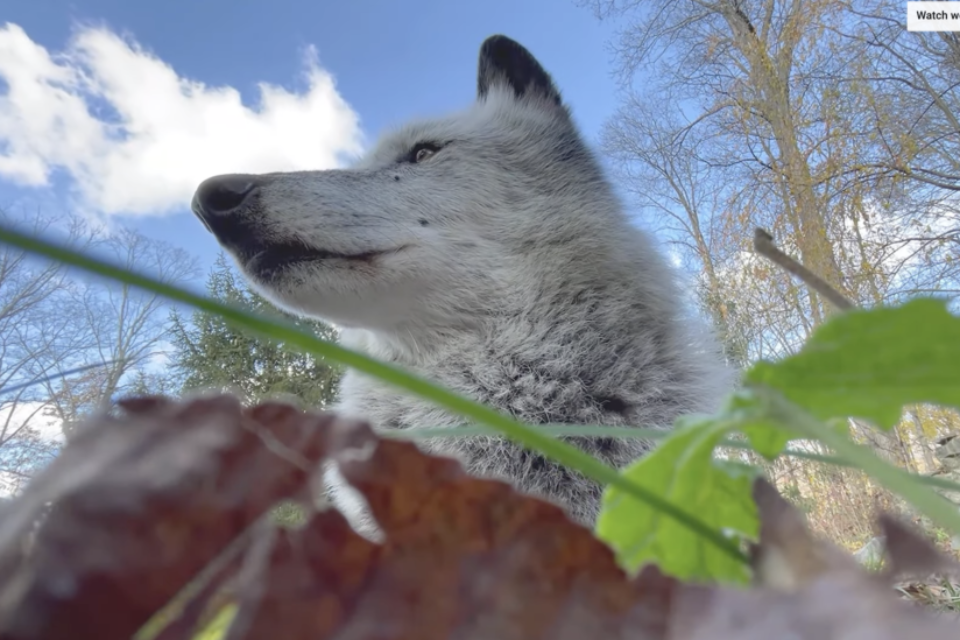 Wolf Conservation Center Winter Wolves