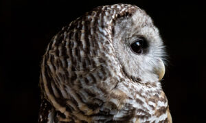Teatown Owl Prowl