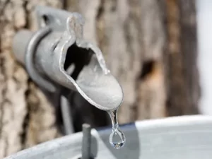 Muscoot Farm: Tapping the Tree