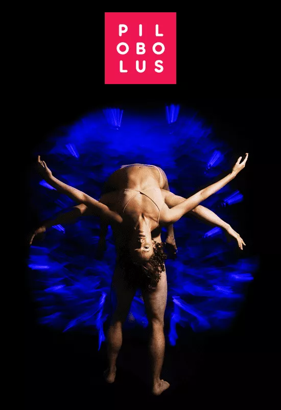 Pilobolus Big Five-Oh! at The Ridgefield Playhouse