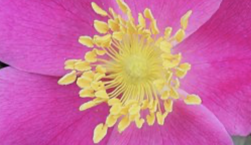 April's Best Events 2022