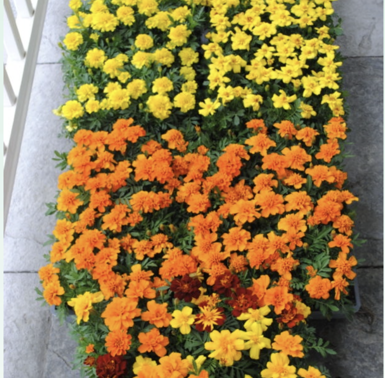 Mount Kisco Child Care Center Plant Sale