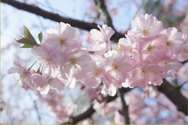 Hammond Museum & Stroll Garden Spring Celebration