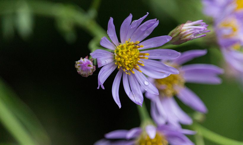 Teatown Wildflower Island Guided Tour