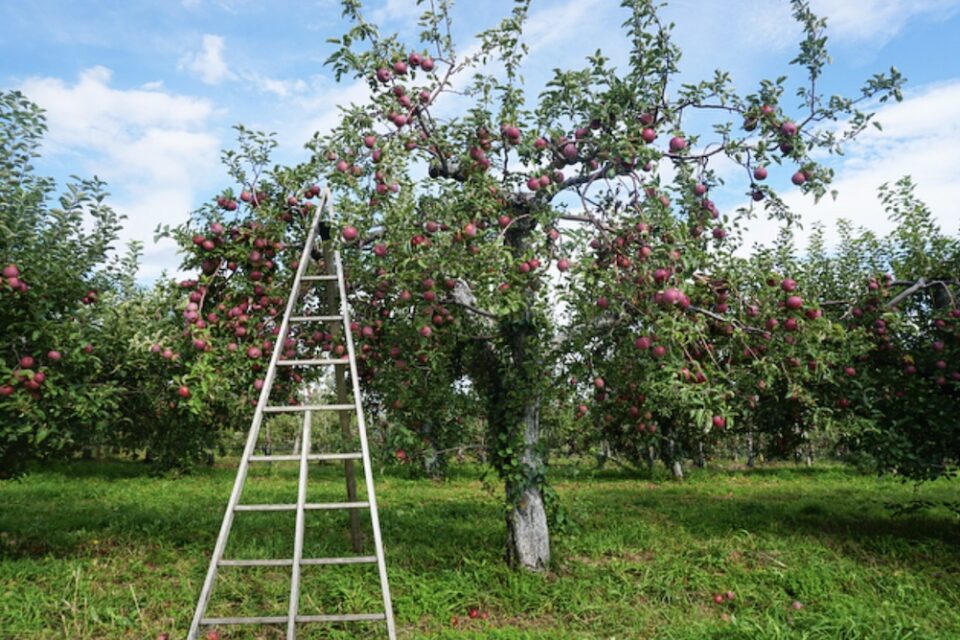 Apple Picking in Westchester & Dutchess County 2022