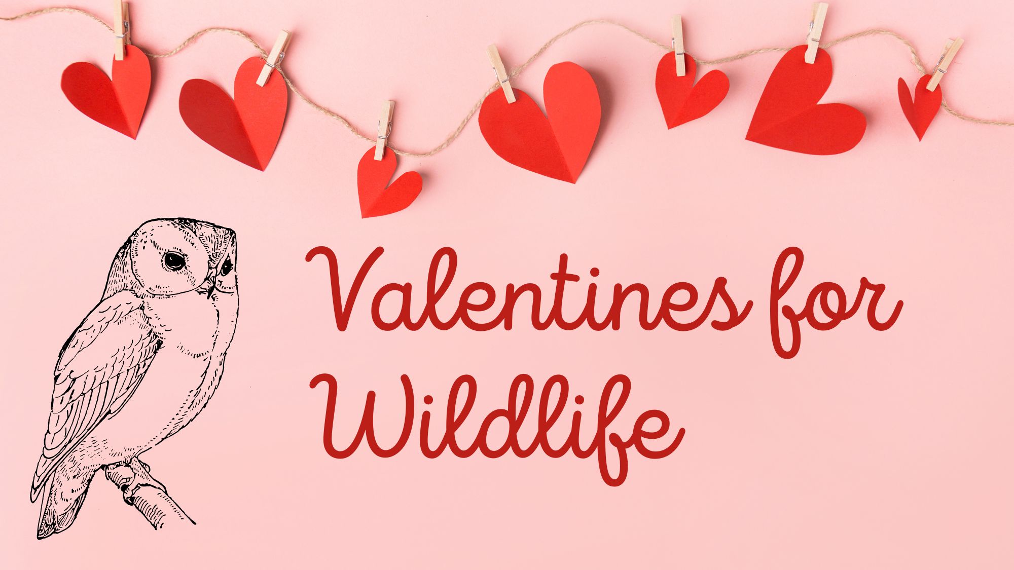 Valentines for Wildlife
